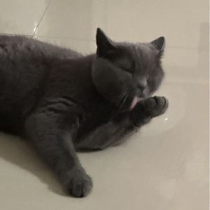 老刘Amy