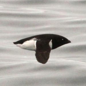 01 靠气压追踪小鸟 & 海雀的繁殖策略