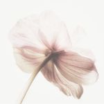 有花有酒春常在