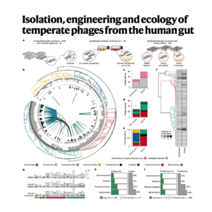 227-Engineering and Ecology of Human Gut Temperate Phages
