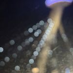 海一天