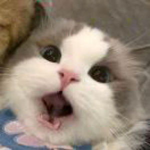 一只野兔的新闻学