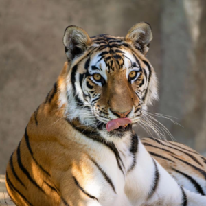 Vol.15 撑伞者联盟｜东北虎：一山真不能容二虎，别让它的栖息地再破碎化