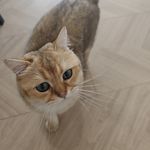 taotao21111
