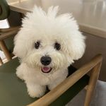 蒲公英酒Dandelio