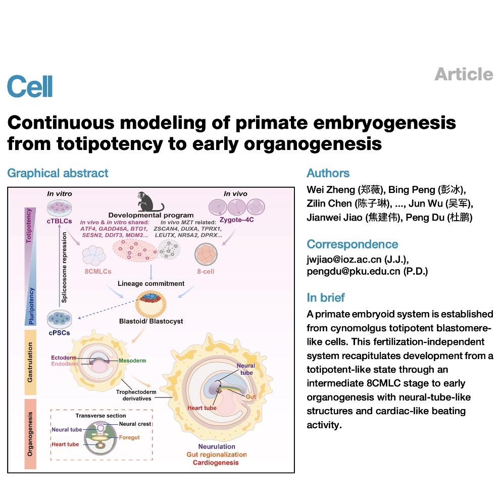 1199-Modeling Primate Embryogenesis from Totipotency episode artwork