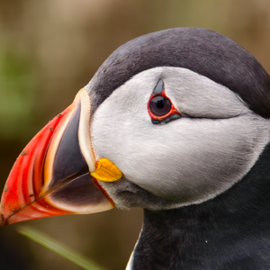 #151内行说真话 「对话摄影师平老虎：一年 200 天不在家的男人如何获得幸福？」