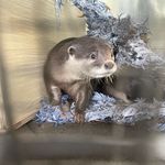 弄死他们