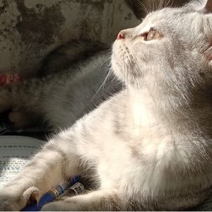 唔哩哇啦睡个好觉