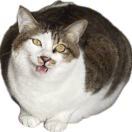 冷水澡真的很舒服呢