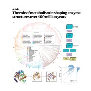 068-Metabolism's 400-Million-Year Impact on Enzyme Structure