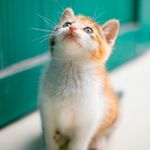 持续暴躁一只猫