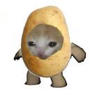 土豆小猫头