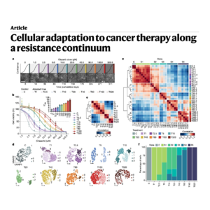 332-Cell State Plasticity Drives Olaparib Resistance