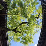 佳加-