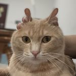 葬花达人鲁智深