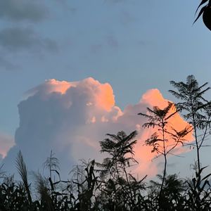 婪尾春