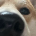 福笳