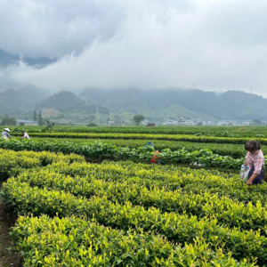 030 行业干货铺｜心理护航，点亮孩子成长路
