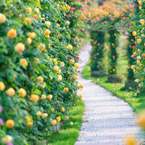 018|年中复盘_热烈的玫瑰，一直在路上