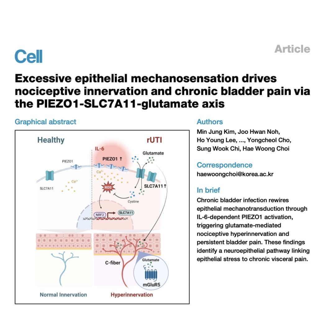 1318-PIEZO1-SLC7A11-Glutamate Axis in Chronic Bladder Pain episode artwork
