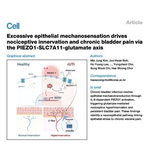1318-PIEZO1-SLC7A11-Glutamate Axis in Chronic Bladder Pain