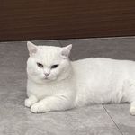 mikiking
