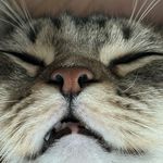 小猫爱吃鱼o_o