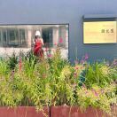 Celilia_tYxb