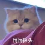 饲养员猫不累