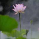 Lily王丽丽