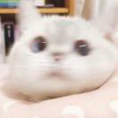 安小葵