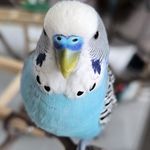 bluebirdy