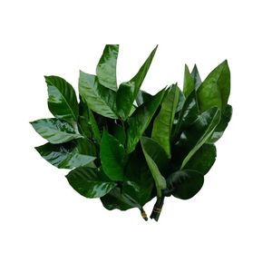 podcaster-avatar