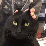 每天摸黑色猫猫