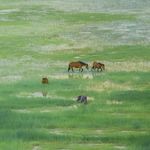 溪亭轻曝小鱼干