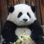 刺客熊猫