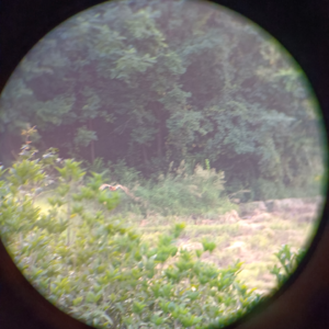 E27.🐝山野生活：和蜜蜂做邻居是一种什么样的体验