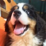 螺丝太一勒