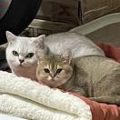 克里斯的五只猫