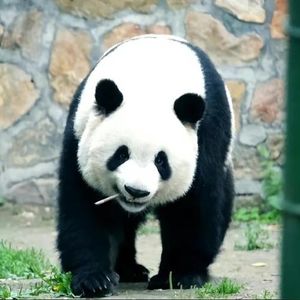 目晚晚