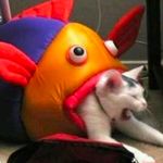 花木懒
