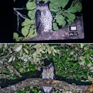 DY3 鸟人鸟事|乐哉荒野,自然的乐趣不仅有鸟