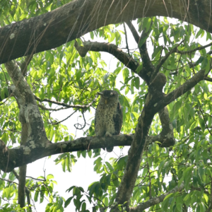 Vol. 85 总要去一趟盈江吧 — 那么多美丽的鸟儿在等着我