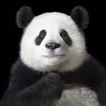 通通进我碗里来