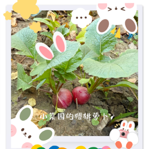 铁饭碗不铁了，带着恐惧感勇敢地工作💪Dec.9