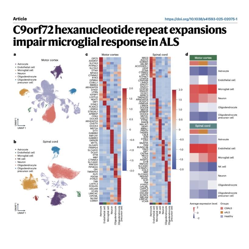 938-C9orf72 Repeat Expansions Impair Microglial in ALS episode artwork