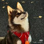 一只中二文青汪