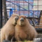 capybara卡皮吧啦