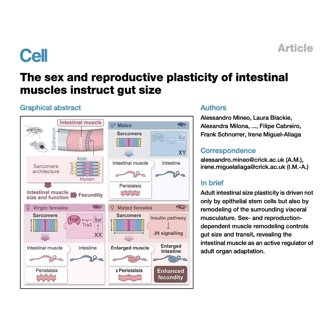 1503-Intestinal Muscle Plasticity Instructs Gut Size episode artwork